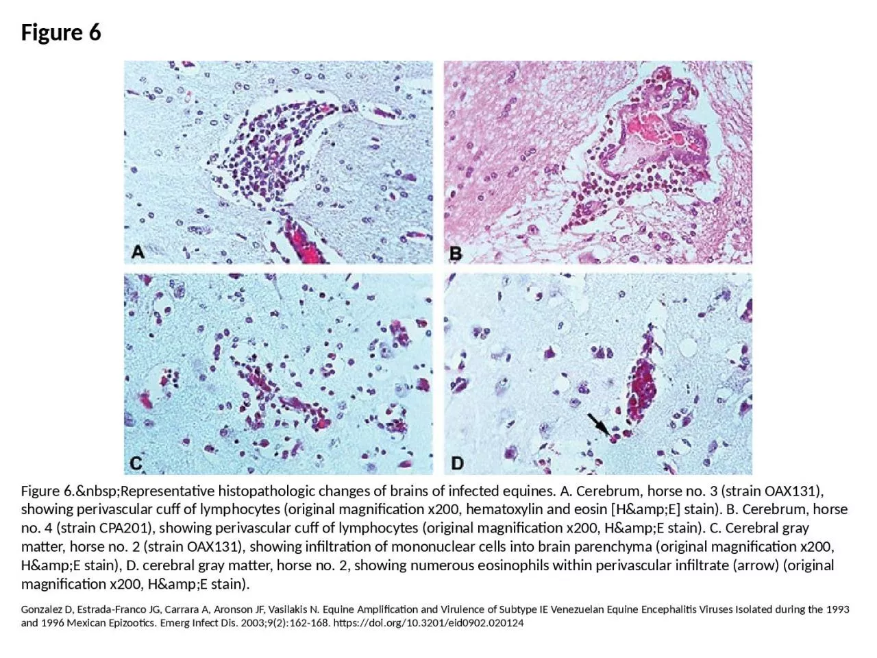 PPT-Figure 6 Figure 6.&nbsp;Representative histopathologic changes of brains of infected