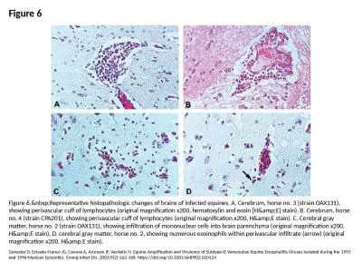 Figure 6 Figure 6.&nbsp;Representative histopathologic changes of brains of infected equines. A