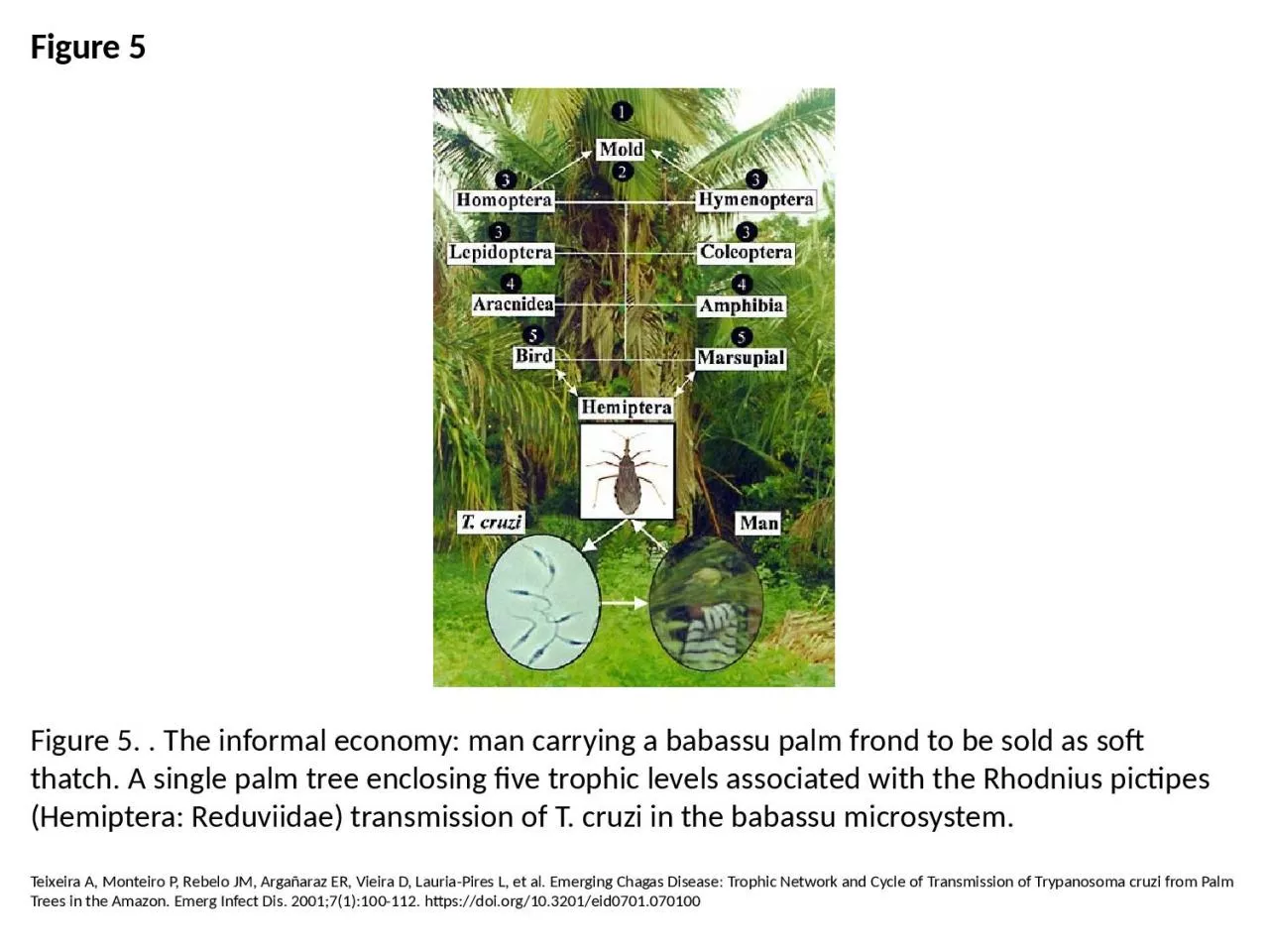 Figure 5 Figure 5. . The informal economy: man carrying a babassu palm frond to be sold