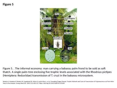Figure 5 Figure 5. . The informal economy: man carrying a babassu palm frond to be sold as soft tha