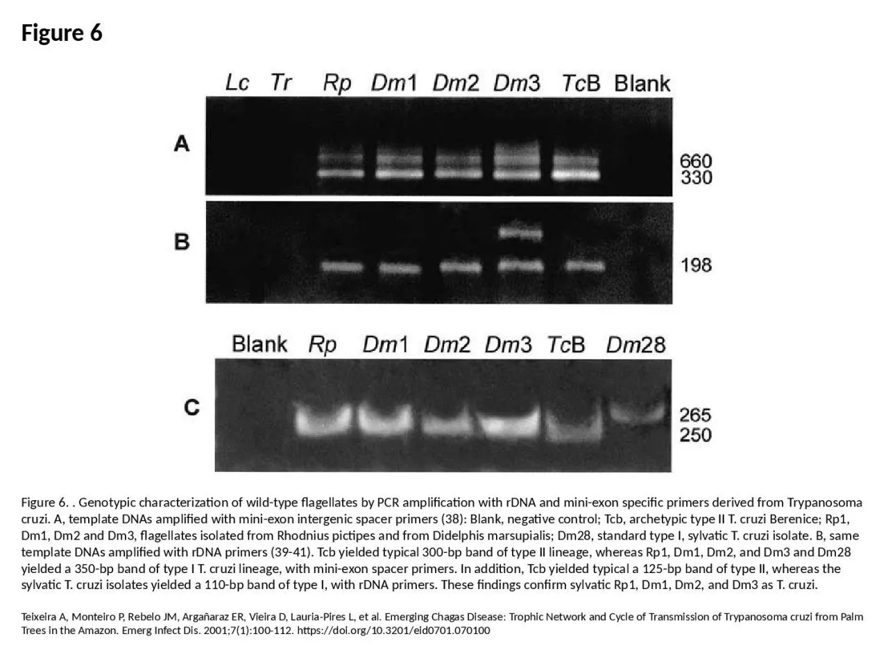 Figure 6 Figure 6. . Genotypic characterization of wild-type flagellates by PCR amplification