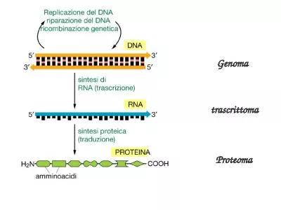 Genoma trascrittoma Proteoma