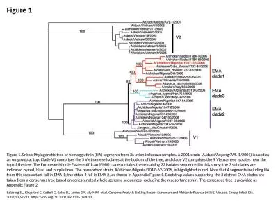 Figure 1 Figure 1.&nbsp;Phylogenetic tree of hemagglutinin (HA) segments from 36 avian