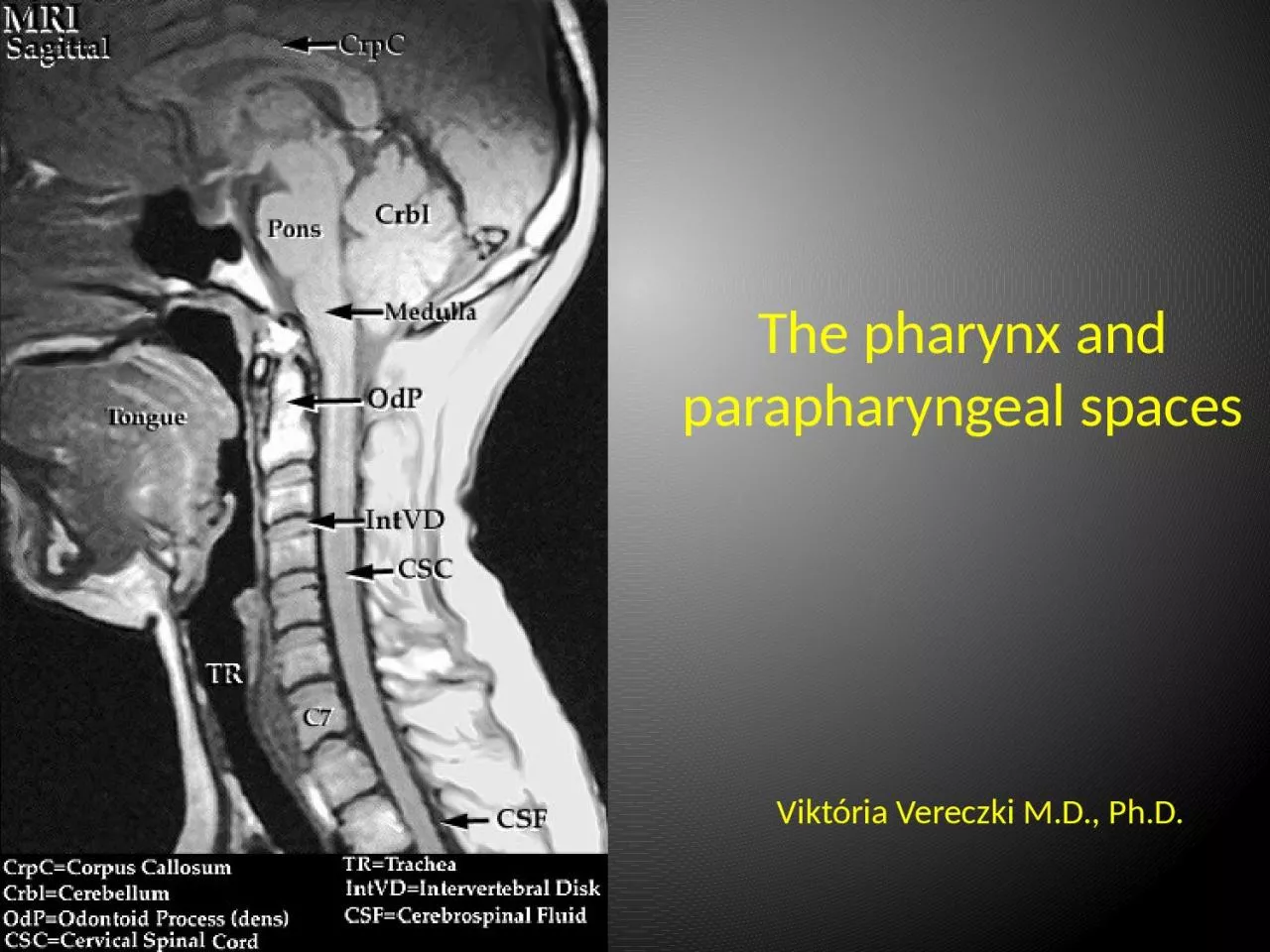 PPT-The pharynx and parapharyngeal