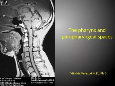 The  pharynx  and  parapharyngeal