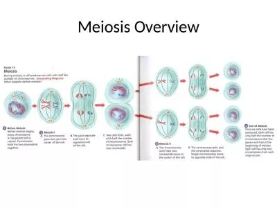 Meiosis Overview Sexual Reproduction