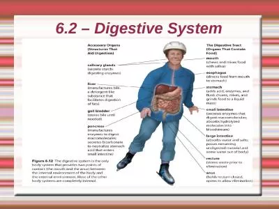 6.2 – Digestive System