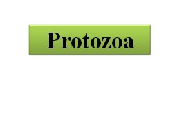 Protozoa Lab 11  Intestinal