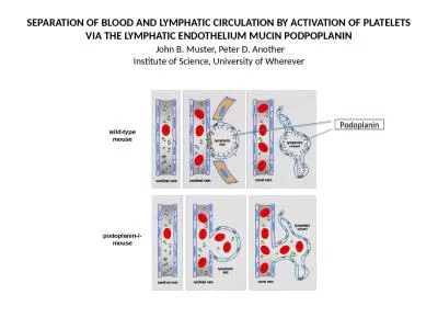 SEPARATION OF BLOOD AND LYMPHATIC CIRCULATION BY ACTIVATION OF PLATELETS VIA THE LYMPHATIC