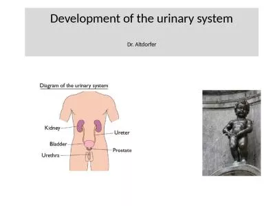 Development  of  the urinary
