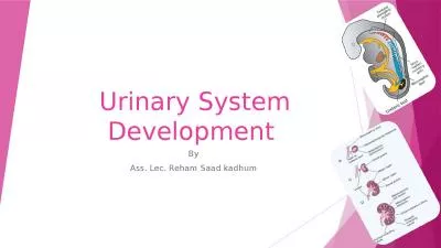 Urinary  S ystem Development