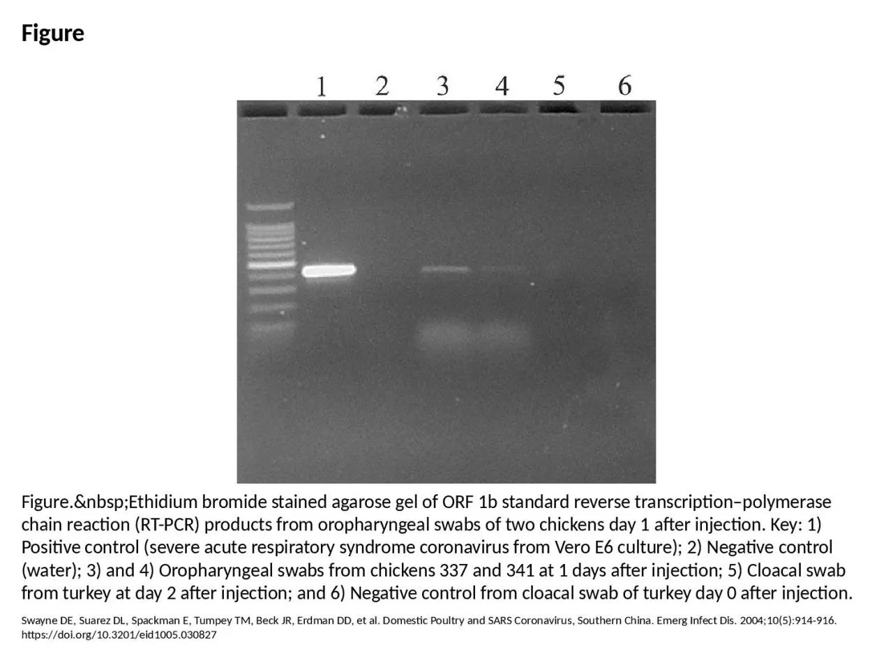 Figure Figure.&nbsp;Ethidium bromide stained agarose gel of ORF 1b standard reverse