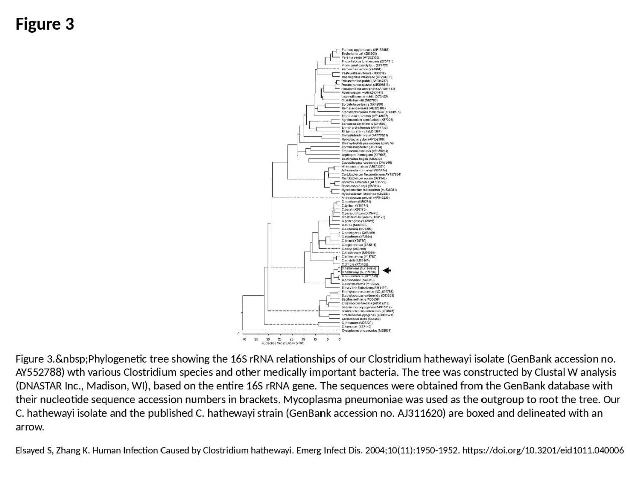 Figure 3 Figure 3.&nbsp;Phylogenetic tree showing the 16S rRNA relationships of our