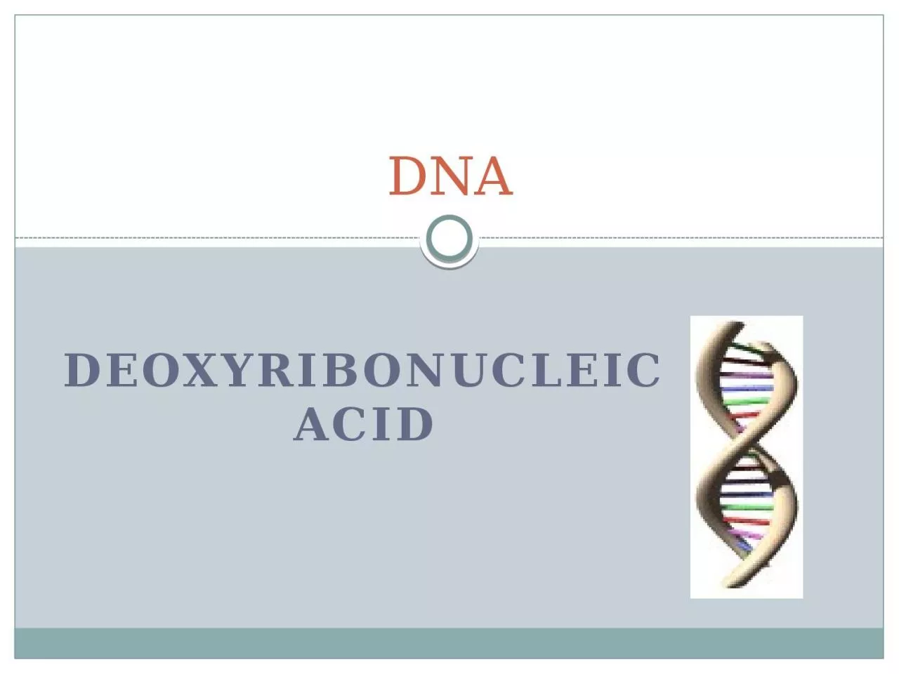 Deoxyribonucleic Acid DNA