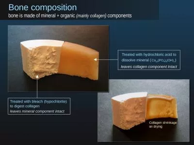 Bone composition bone is made of mineral + organic