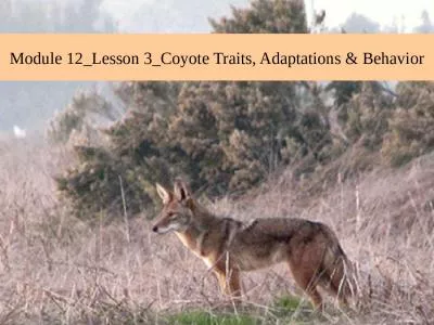 Module 12_Lesson 3_Coyote Traits, Adaptations & Behavior