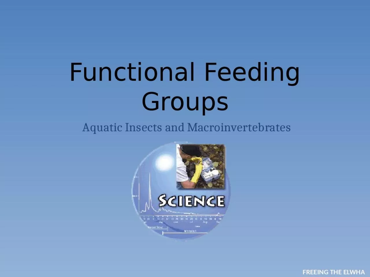 Functional Feeding Groups