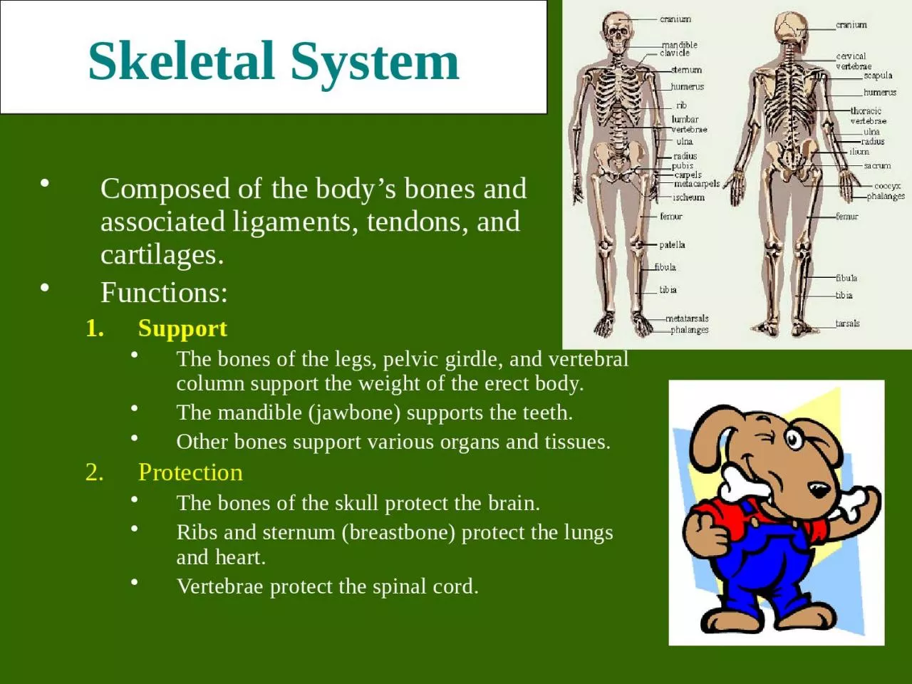 Skeletal System Composed of the body’s bones and associated ligaments, tendons, and