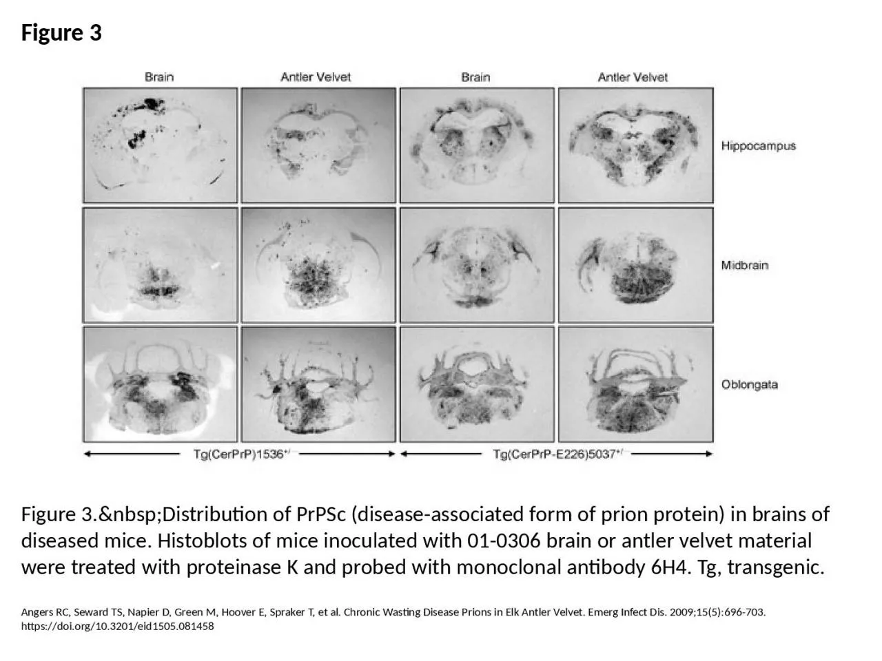 Figure 3 Figure 3.&nbsp;Distribution of PrPSc (disease-associated form of prion protein)