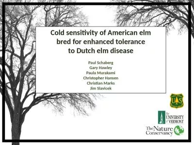 C old sensitivity of American elm