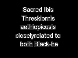 Sacred Ibis Threskiornis aethiopicusis closelyrelated to both Black-he