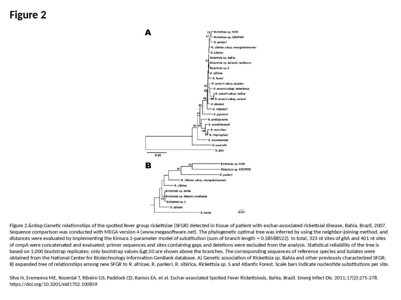 Figure 2 Figure 2.&nbsp;Genetic relationships of the spotted fever group rickettsiae