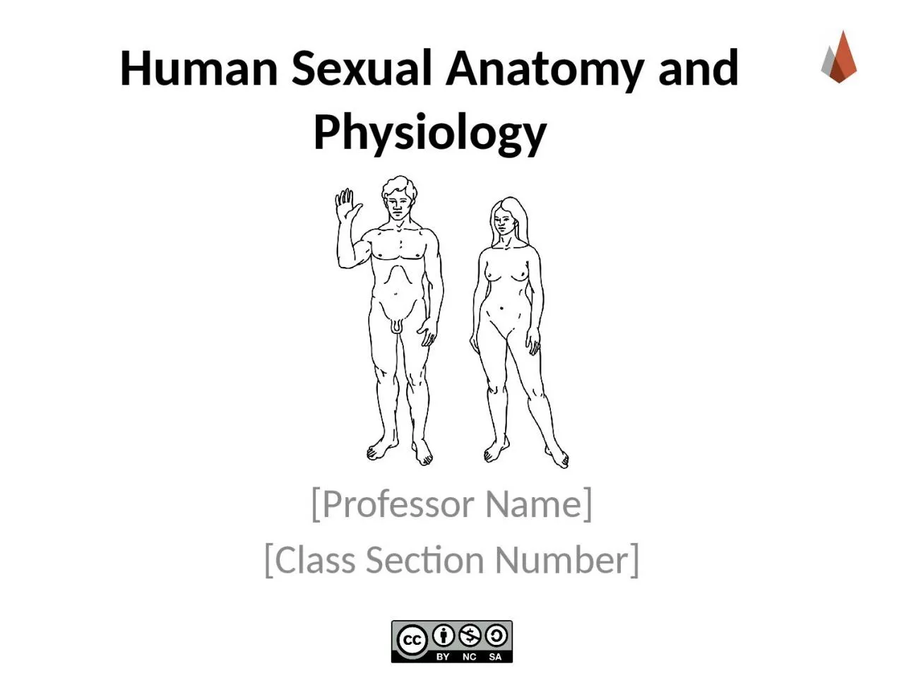 Human Sexual Anatomy and Physiology