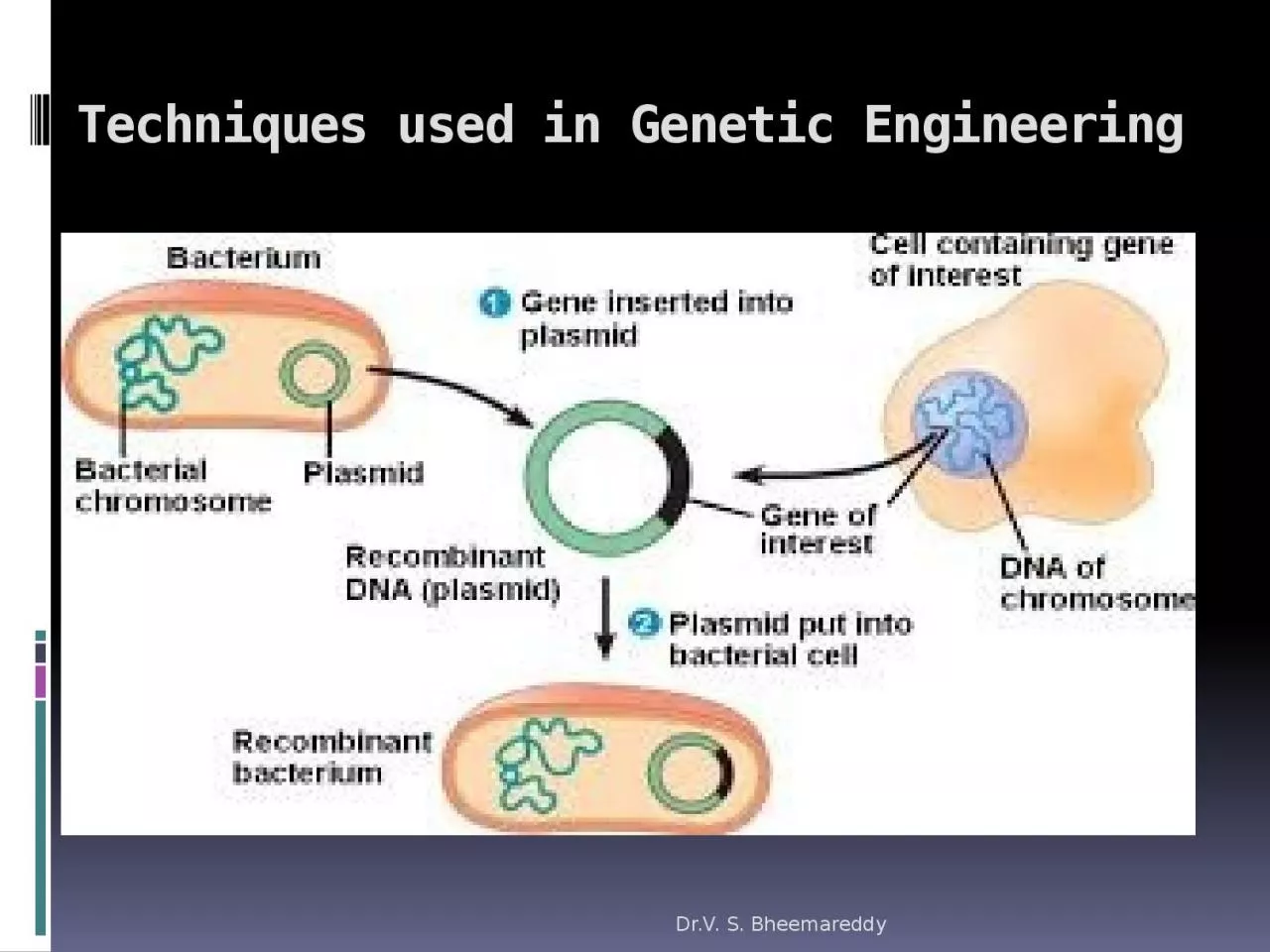Techniques used in Genetic Engineering