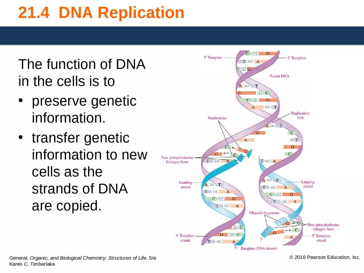 21.4  DNA Replication The function of DNA in the cells is to
