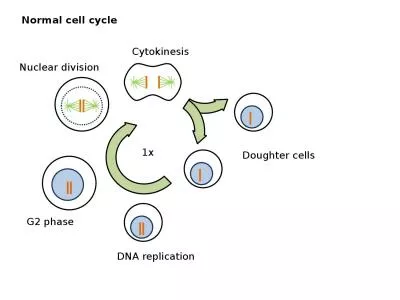 N ormal  cell cycle  DNA replication