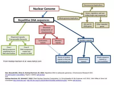 Genes, regulatory and non-coding single copy sequences