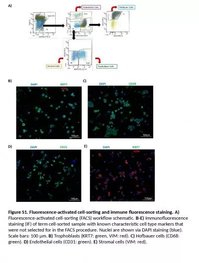 Figure S1. Fluorescence-activated cell-sorting and immune fluorescence staining.