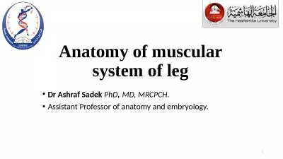 Anatomy of muscular system of leg
