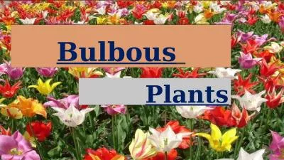 Bulbous   Plants Riya 1 Introduction