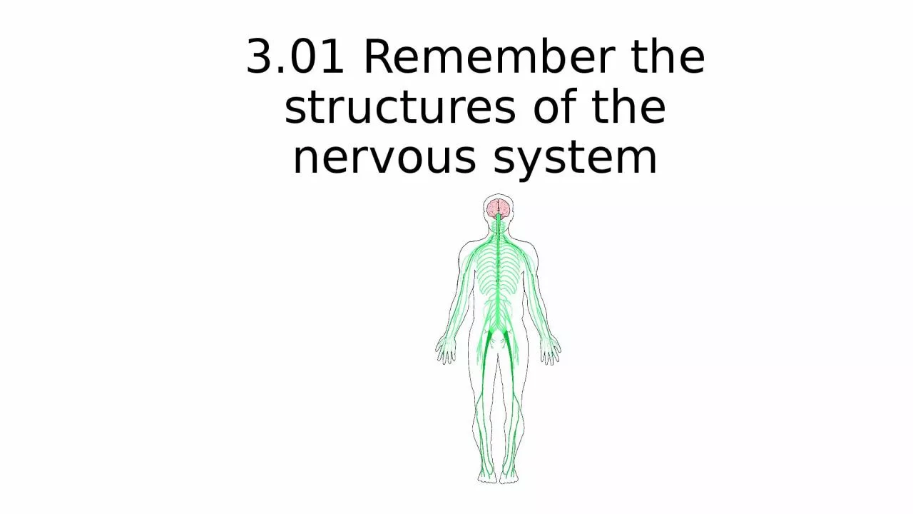 3.01 Remember the structures of the nervous system