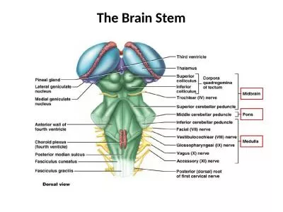 The Brain Stem The Brain Stem