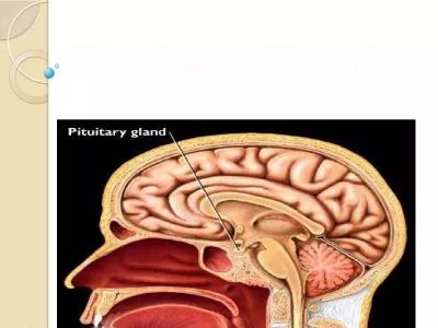 Pituitary Gland   hupophysis