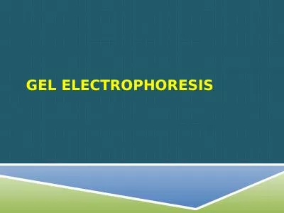 Gel Electrophoresis First, What……