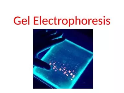 Gel Electrophoresis Scenario: