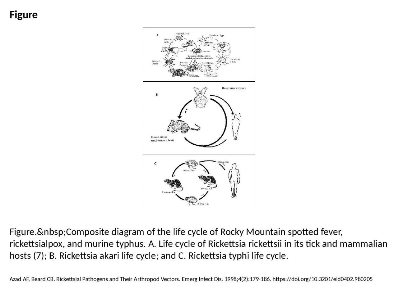 Figure Figure.&nbsp;Composite diagram of the life cycle of Rocky Mountain spotted