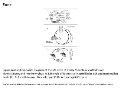 Figure Figure.&nbsp;Composite diagram of the life cycle of Rocky Mountain spotted fever, ricket