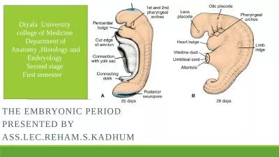 The  Embryonic Period  presented by