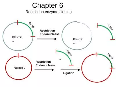 Chapter 6  Restriction enzyme cloning