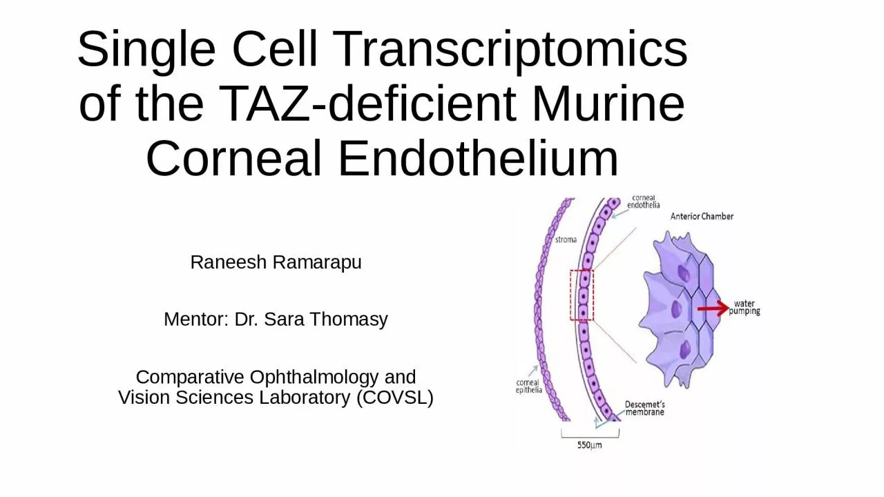Single Cell Transcriptomics of the TAZ-deficient Murine Corneal Endothelium