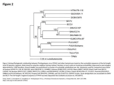 Figure 2 Figure 2.&nbsp;Phylogenetic relationship between Thottapalayam virus (TPMV) and other