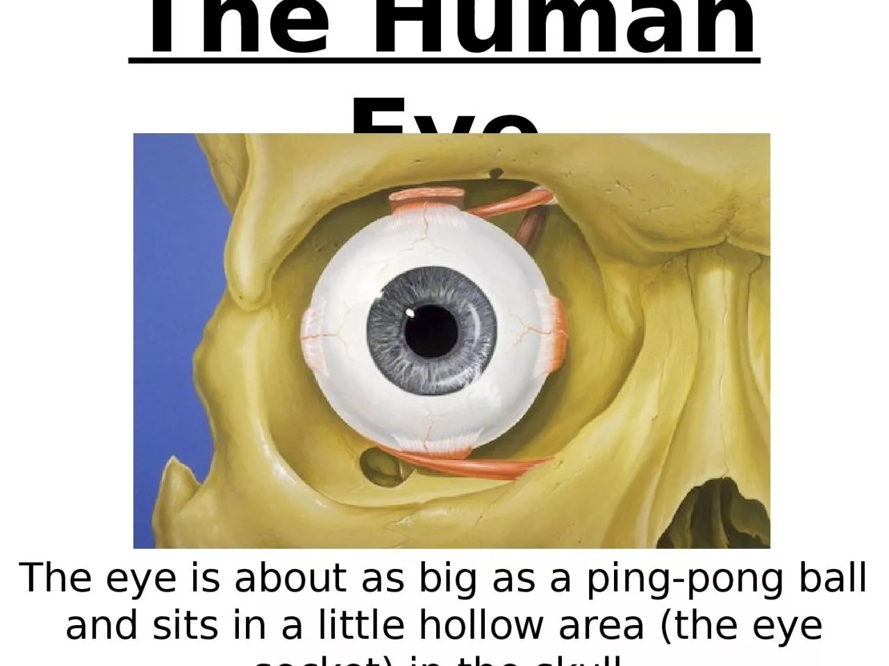 The Human Eye The eye is about as big as a ping-pong ball and sits in a little hollow