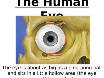 The Human Eye The eye is about as big as a ping-pong ball and sits in a little hollow area (the eye