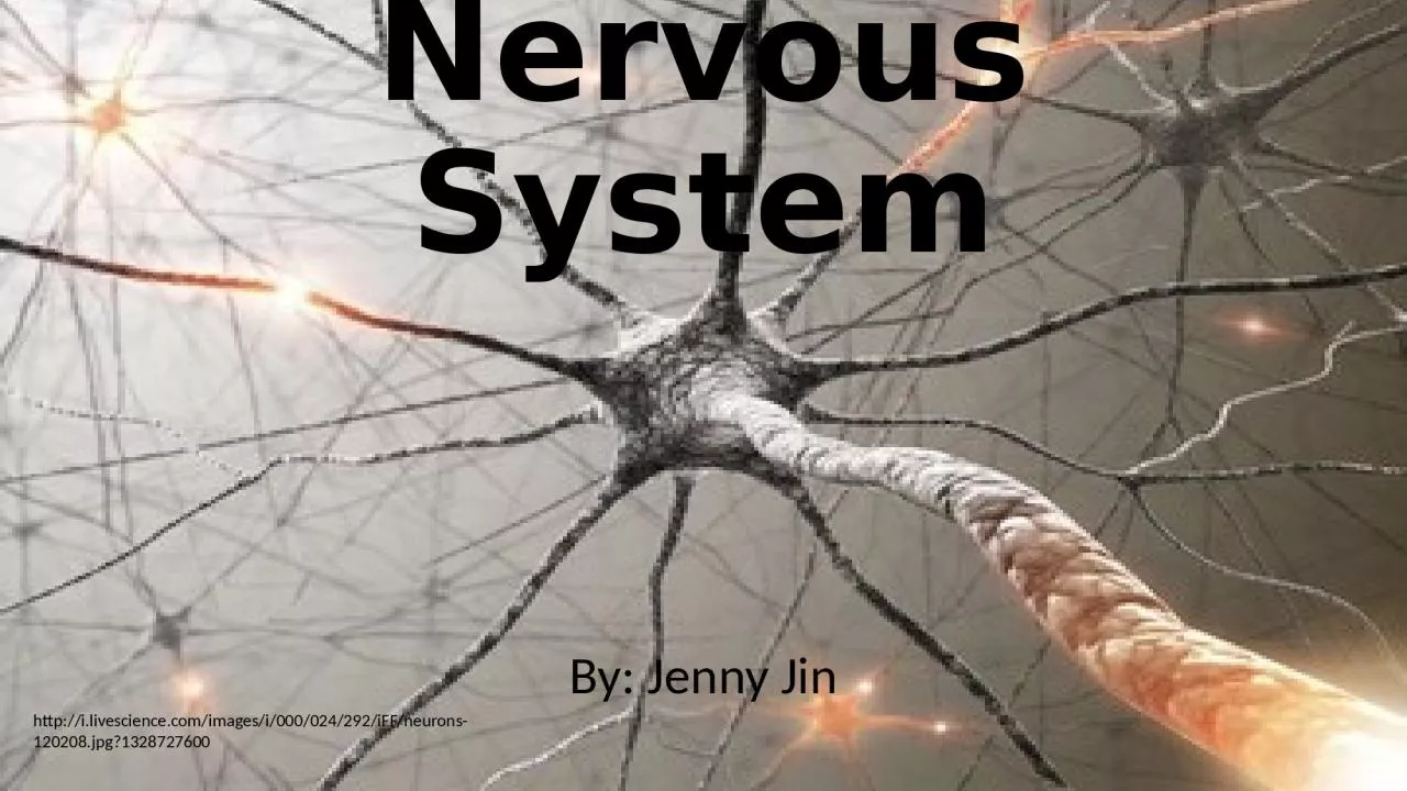 Nervous System By: Jenny Jin