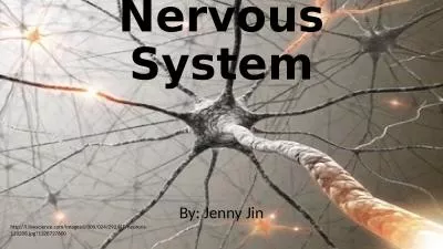 Nervous System By: Jenny Jin
