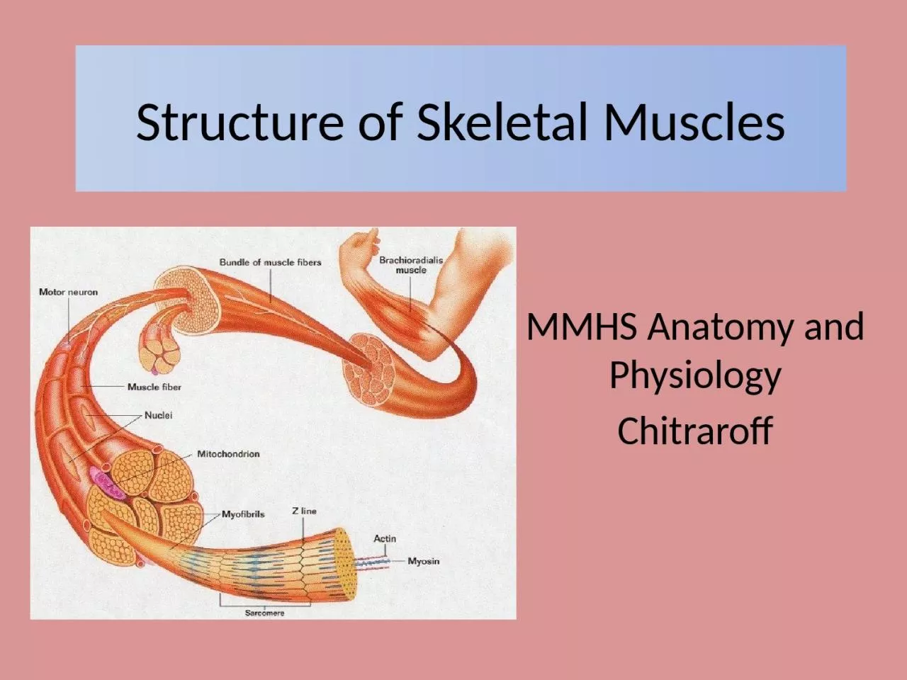 Structure of Skeletal Muscles